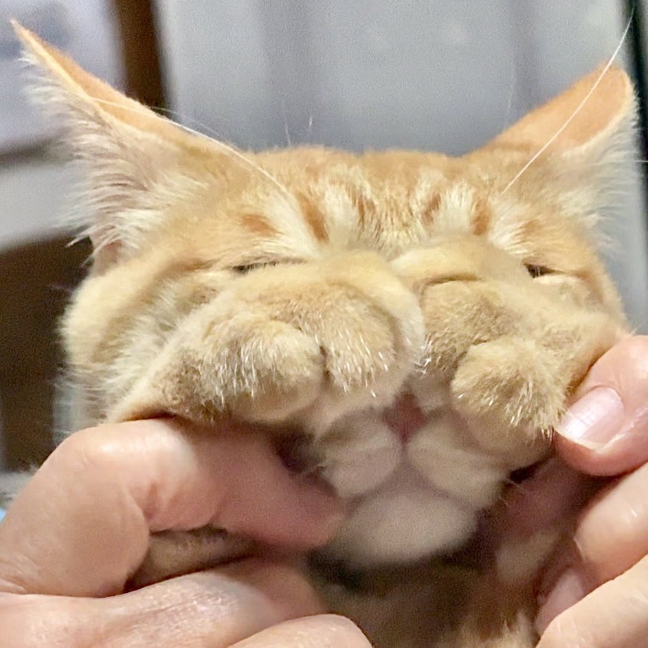 purinlala's tweet image. みえない