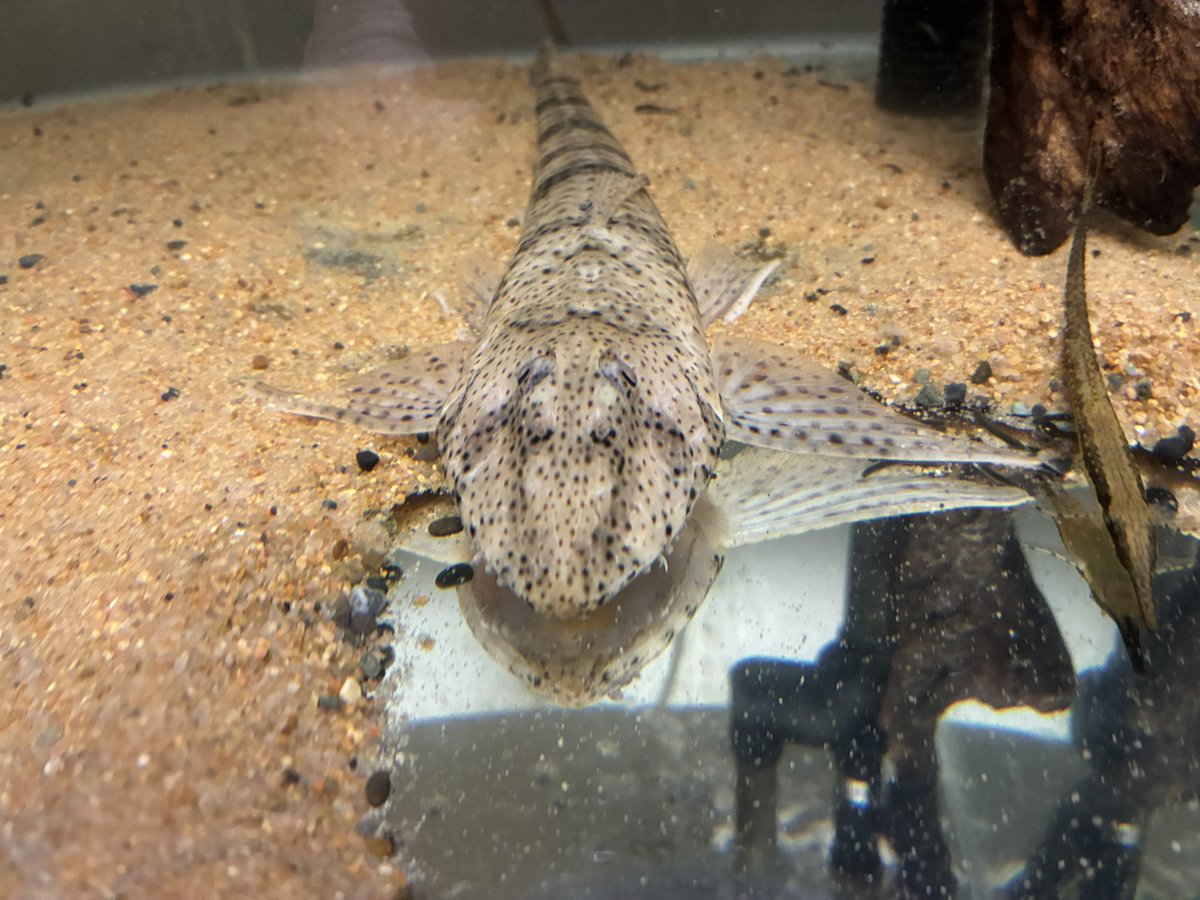 rfallax's tweet image. Pseudoloricaria laeviuscula