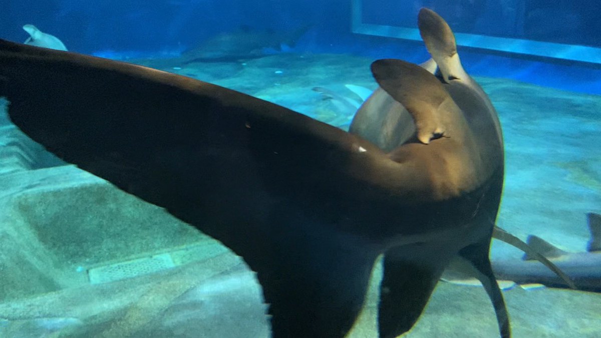 Jdragon_nest's tweet image. 少し前に、水族館で魚に囲まれたい!てなった時に行ったアクアワールド大洗でシロワニ好きになった。モフモフノデカイサメチャンも連れて帰ったし剥製のニタリさんもいた