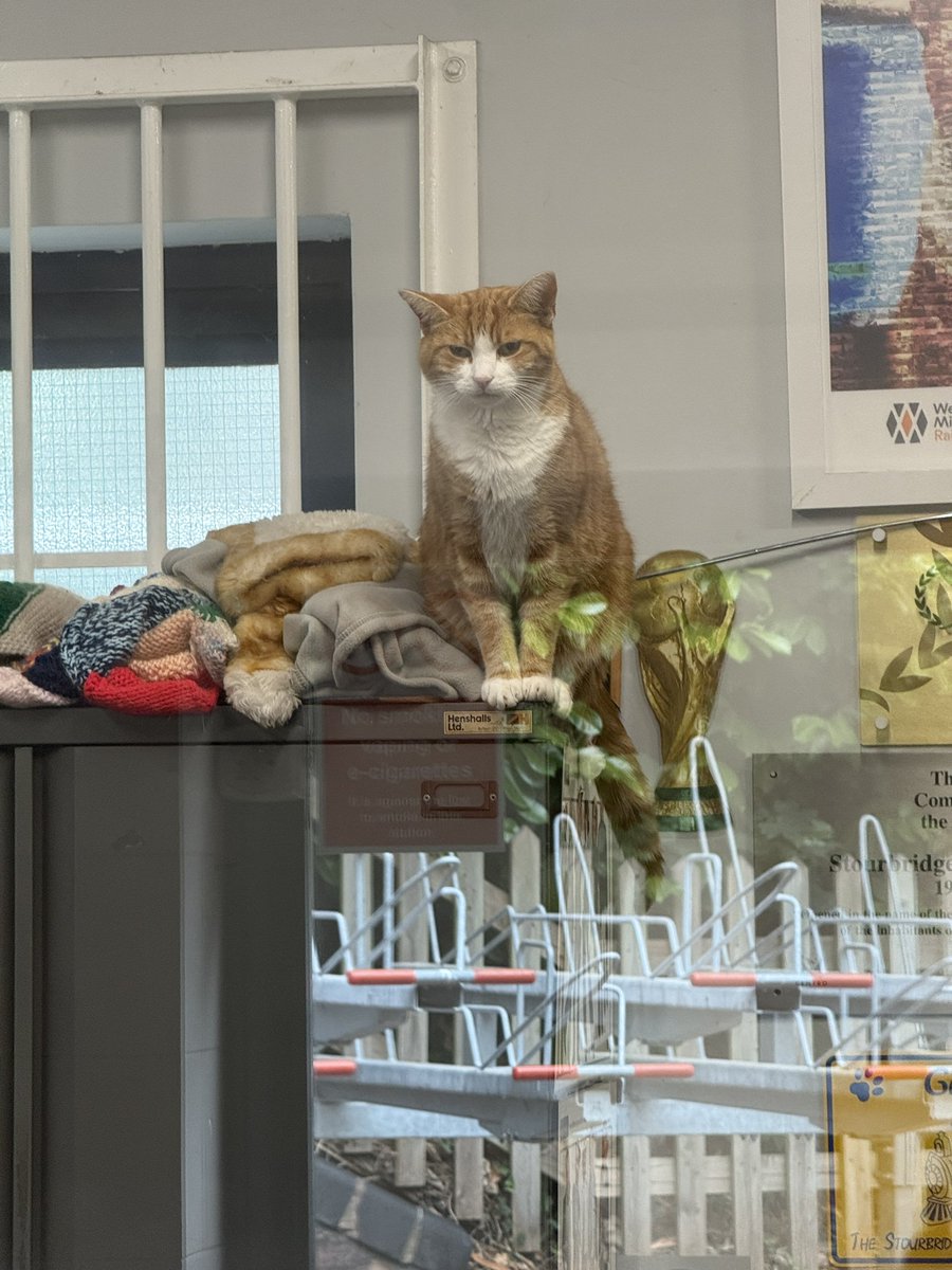 Nosy & Parker and Ted. ๐ members Lara and Mitten (@hookumcrew) on Twitter photo Great to meet the <a href="/TheStourbridge/">George The Stourbridge Junction Station Cat</a> in cat what a lovely big orange boy he is. <a href="/AlanSla90124663/">Olly the Cat, Monarch of The Moglets. RIP Maximus.</a> <a href="/BuddyakaBuddyB1/">Buddy Boo โค๏ธ Olly forever</a> <a href="/Nacho87329549/">Nacho</a> <a href="/MunchPudding/">Munch Puddingโข๏ธ ๐โโฌ โ๐ผ ๐๐</a> <a href="/ToursMum/">Charlie & Mum</a> <a href="/MurphyTCat/">Angel Murphy & Angel ๐ Boo ๐ ๐</a> <a href="/badhenry070119/">Hamburger Henry and Lasagna Lucy</a> #stationcat Great to meet the <a href="/TheStourbridge/">George The Stourbridge Junction Station Cat</a> in cat what a lovely big orange boy he is. <a href="/AlanSla90124663/">Olly the Cat, Monarch of The Moglets. RIP Maximus.</a> <a href="/BuddyakaBuddyB1/">Buddy Boo โค๏ธ Olly forever</a> <a href="/Nacho87329549/">Nacho</a> <a href="/MunchPudding/">Munch Puddingโข๏ธ ๐โโฌ โ๐ผ ๐๐</a> <a href="/ToursMum/">Charlie & Mum</a> <a href="/MurphyTCat/">Angel Murphy & Angel ๐ Boo ๐ ๐</a> <a href="/badhenry070119/">Hamburger Henry and Lasagna Lucy</a> #stationcat