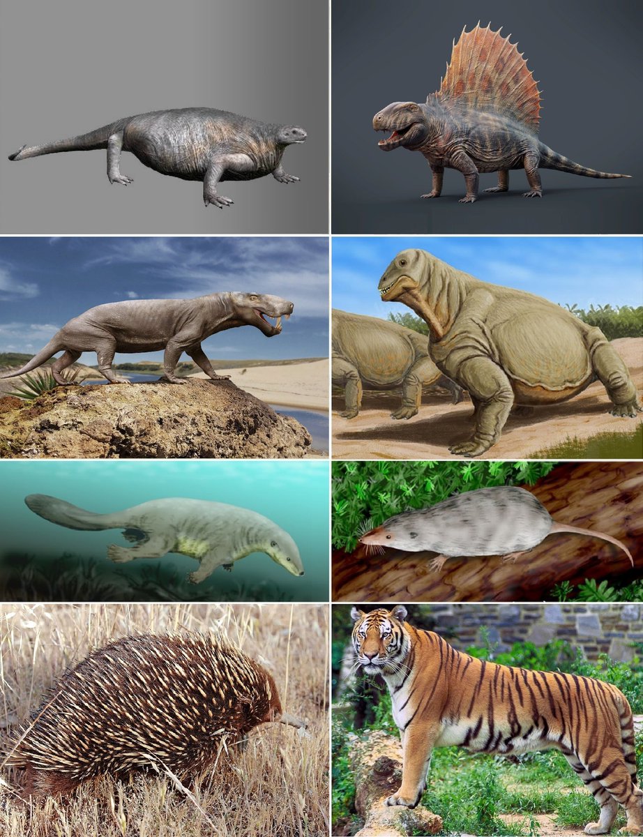 Logansartz's tweet image. Would Drepanosaurs be the 3rd lineage of Tetropods to evolution filaments? If most Drepanosaurs had them that is