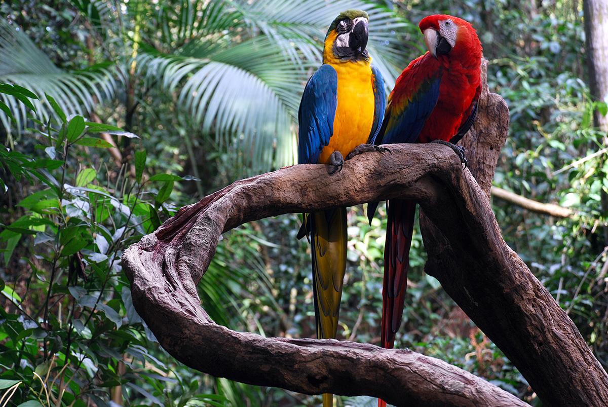 Approximately 60% of the Amazon rainforest is located within Brazil's borders - what an amazing country. Learn more during Brazil Week July 29 - August 3.
#CMOMemphis #PlayfulLearning #EarlyChildhoodLearning #EarlyChildhoodDevelopment