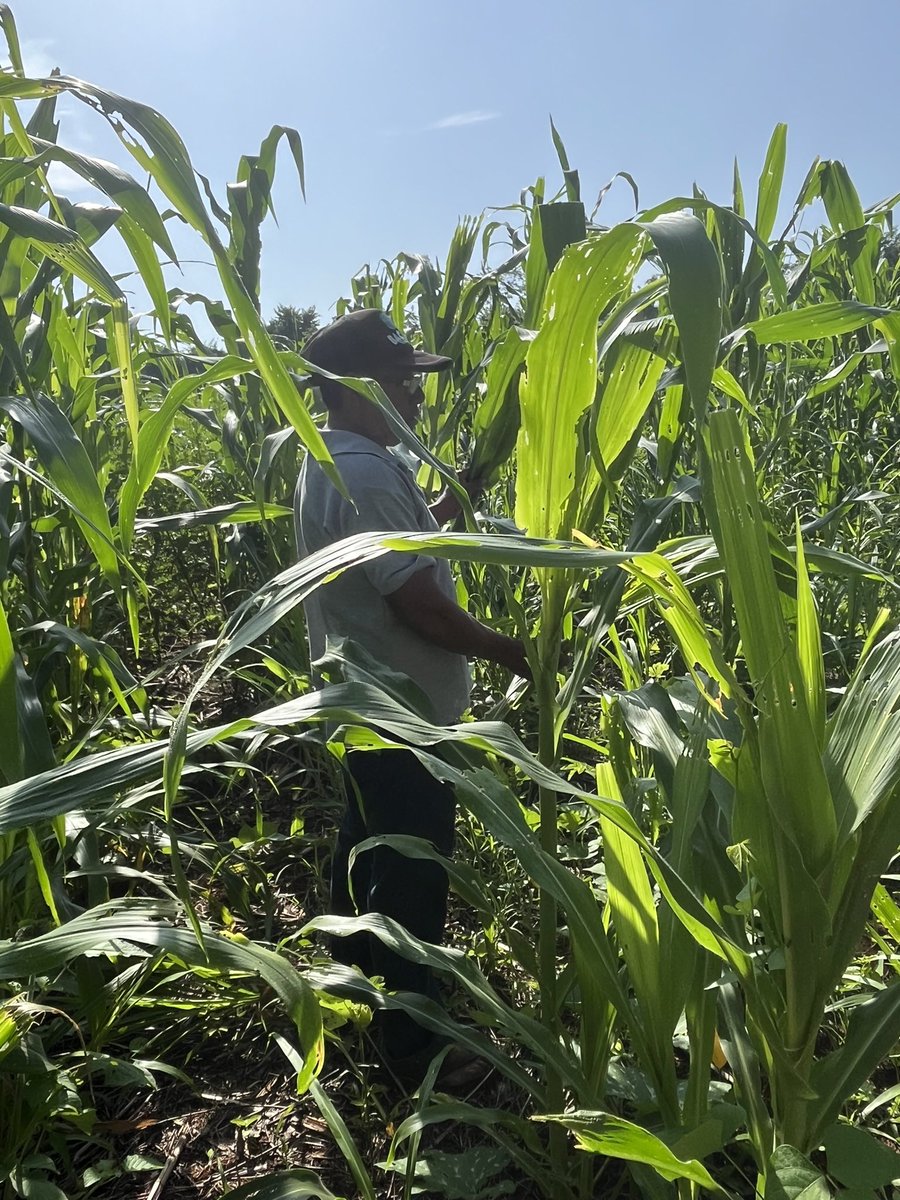 Tania Eulalia Martínez-Cruz tweet media