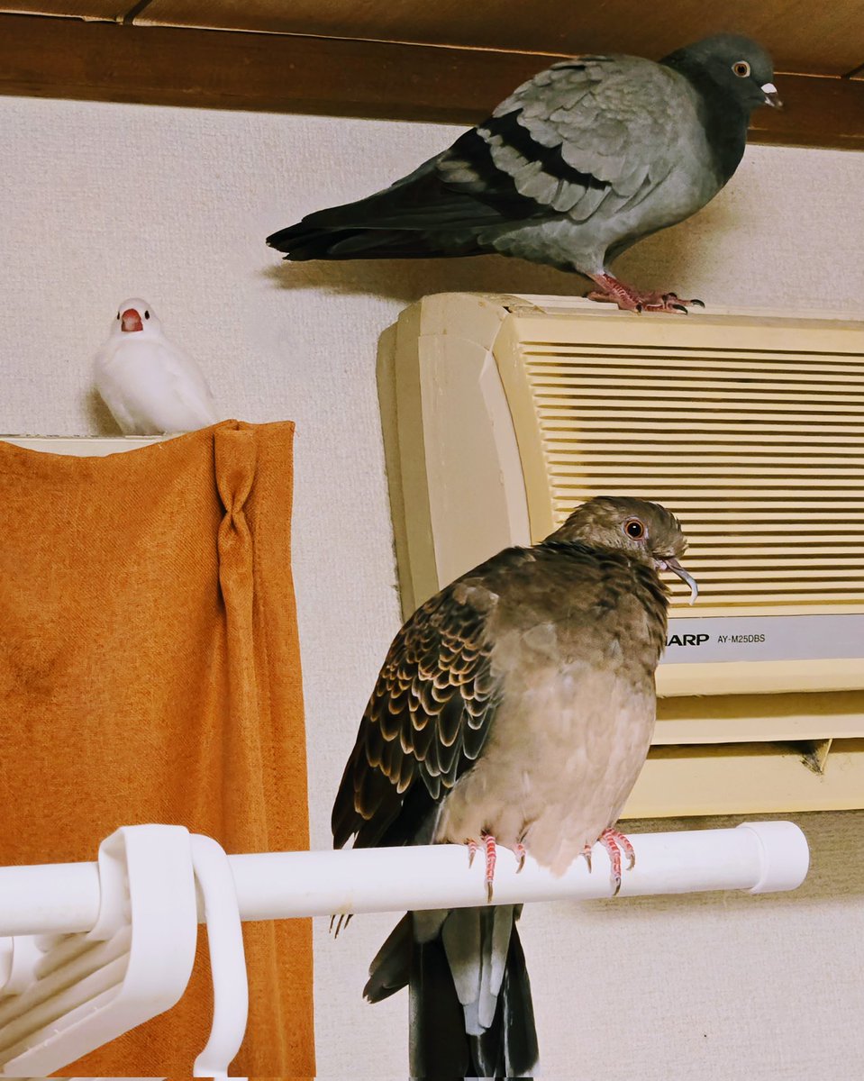 MiwayaH's tweet image. ハトズと文鳥
#文鳥
#ハト