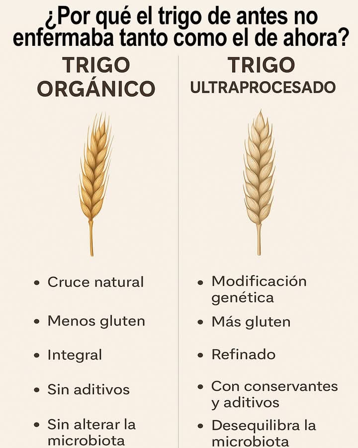 TitoRod27371229's tweet image. Trigo Orgánico versus Trigo Ultraprocesado.
