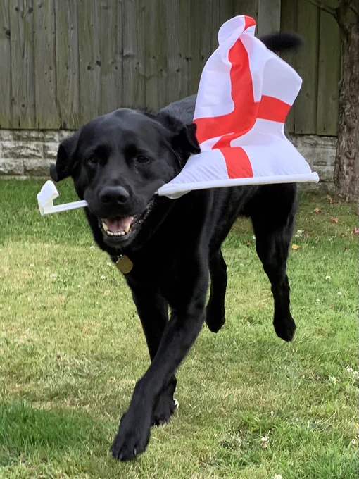 Black lab x golden retriever running toward the camera carrying an England flag
