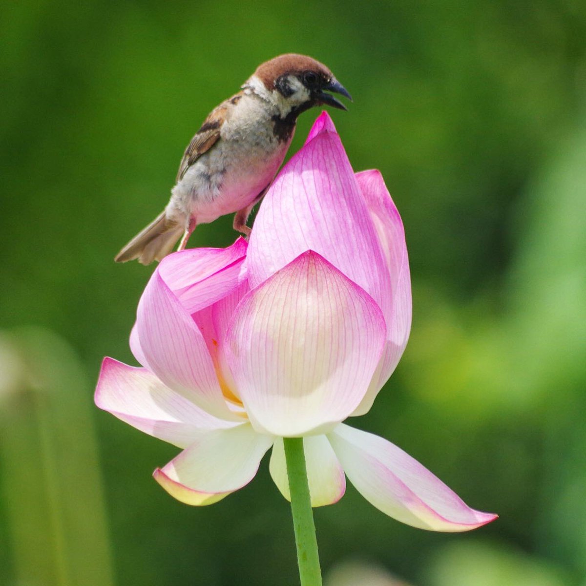 aerial2009's tweet image. まだかろうじて残ってるハスの花
最後まで楽しむスーさんたちなのだ
#雀 #スズメ #すずめ #sparrow #鳥 #小鳥 #野鳥 #ちゅん活 #スズメ写真集 #bird #ハス #ハスの花