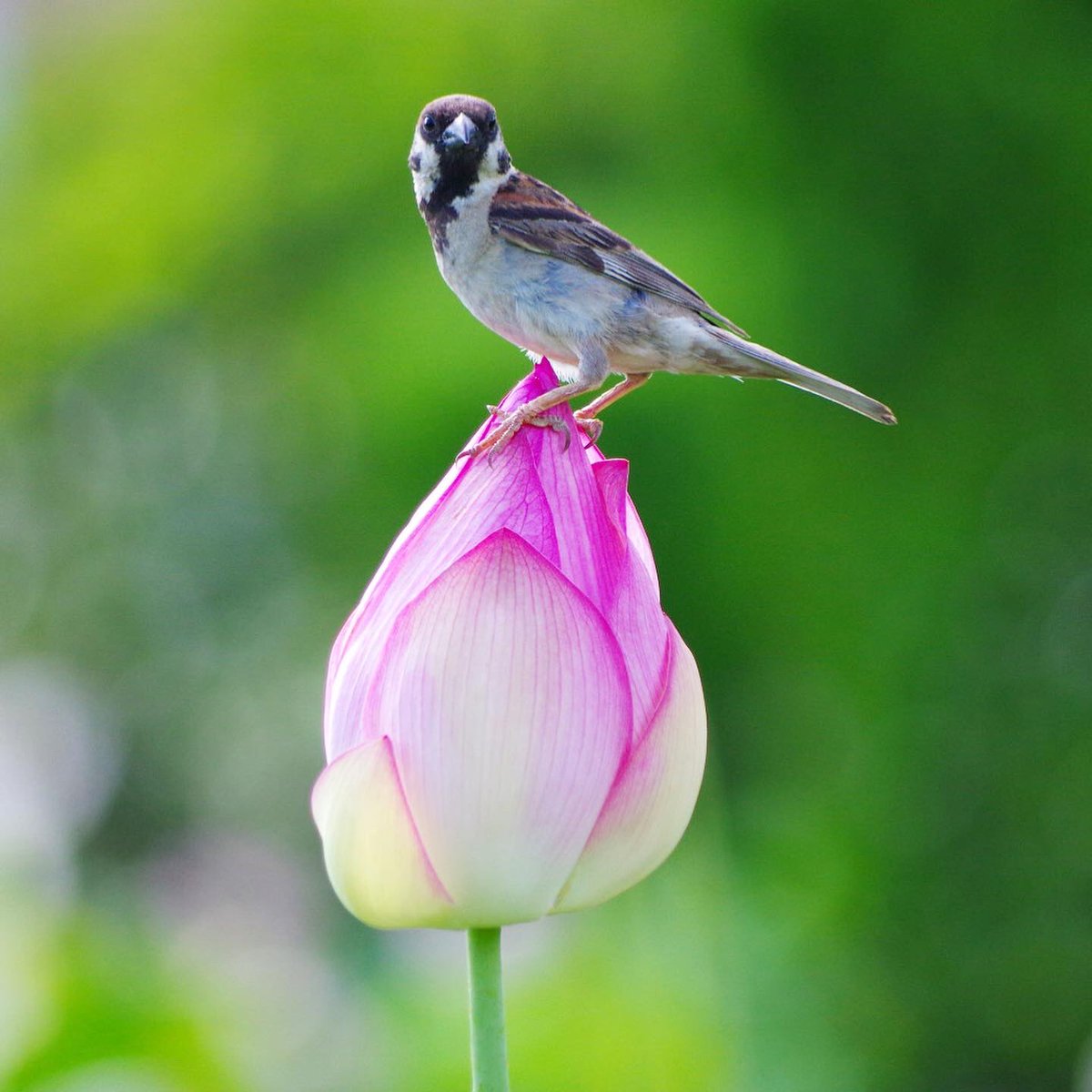 aerial2009's tweet image. まだかろうじて残ってるハスの花
最後まで楽しむスーさんたちなのだ
#雀 #スズメ #すずめ #sparrow #鳥 #小鳥 #野鳥 #ちゅん活 #スズメ写真集 #bird #ハス #ハスの花