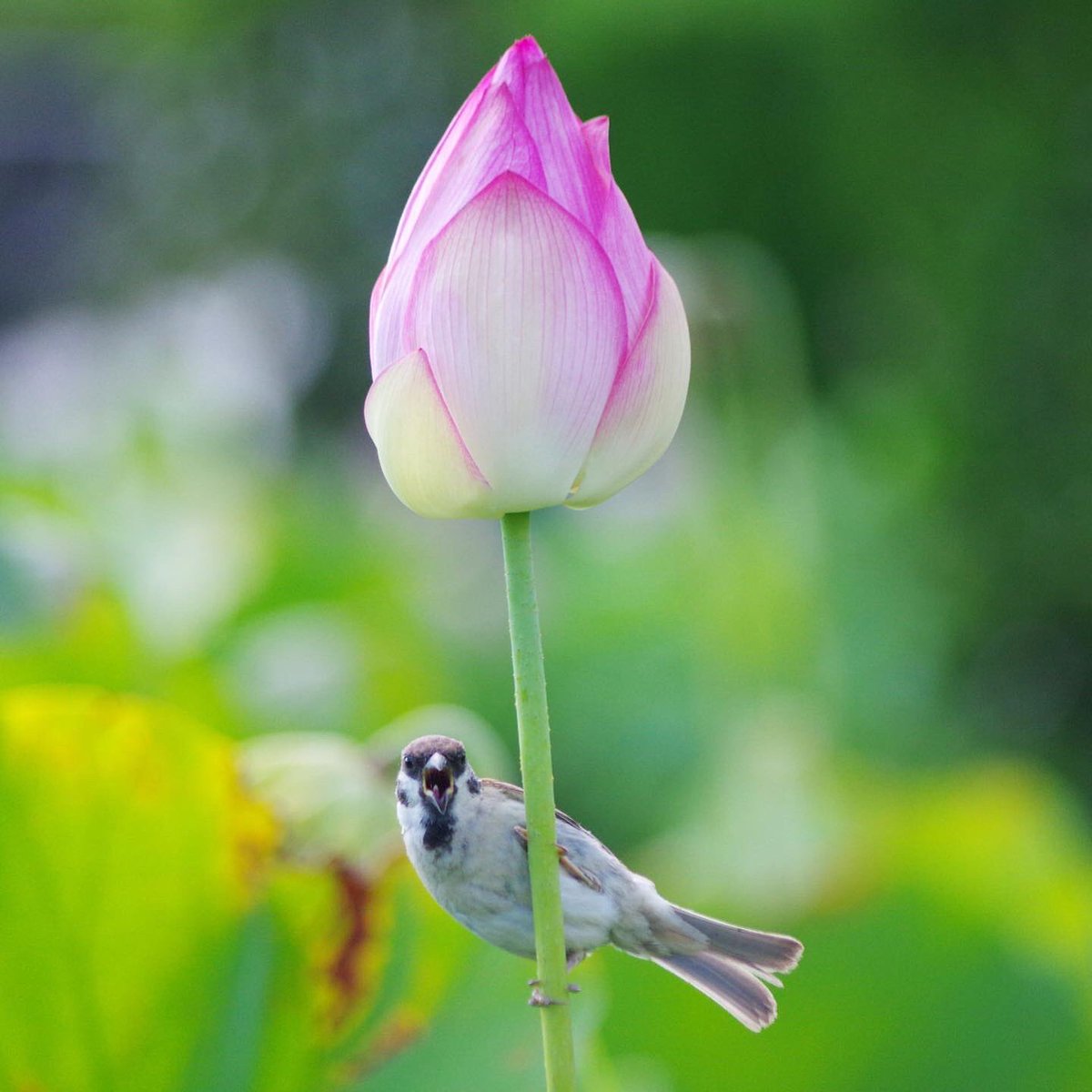 aerial2009's tweet image. まだかろうじて残ってるハスの花
最後まで楽しむスーさんたちなのだ
#雀 #スズメ #すずめ #sparrow #鳥 #小鳥 #野鳥 #ちゅん活 #スズメ写真集 #bird #ハス #ハスの花
