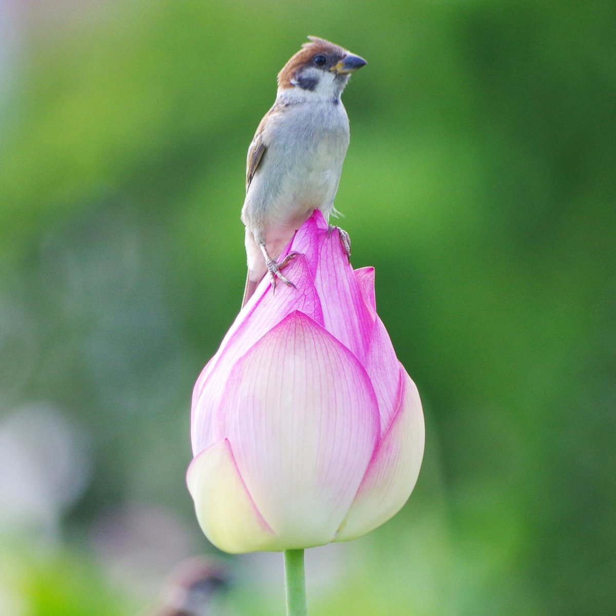aerial2009's tweet image. まだかろうじて残ってるハスの花
最後まで楽しむスーさんたちなのだ
#雀 #スズメ #すずめ #sparrow #鳥 #小鳥 #野鳥 #ちゅん活 #スズメ写真集 #bird #ハス #ハスの花