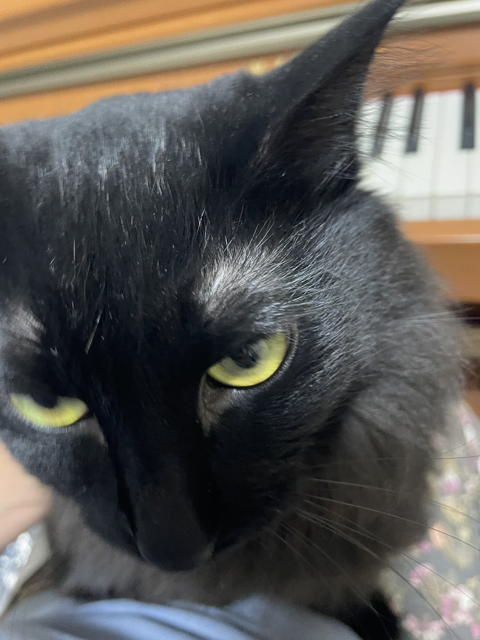 黒猫 AKR｜7巻でたよ on X: 