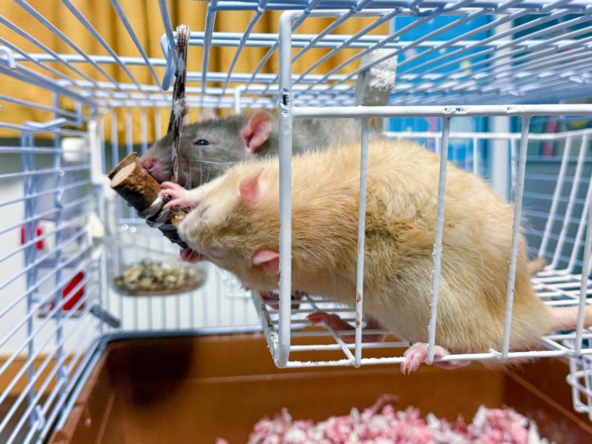 awa_mar0's tweet image. 桃のかじり木はラットにも人気🐁🐀🍑