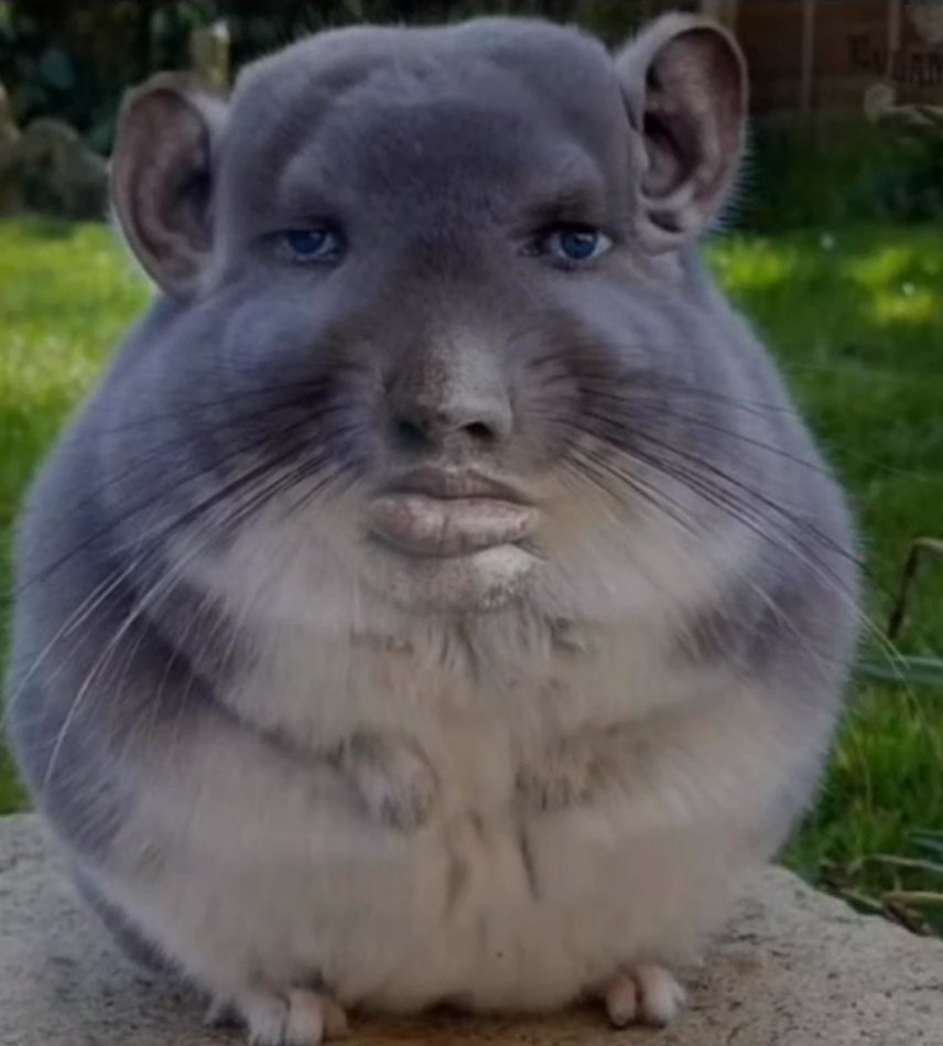 NZXT's tweet image. A CHINCHILLA rates your setups??

We have the legendary @NZXTChinchilla joining us to rate the setups YOU submitted to us on this week&apos;s #NZXT Podcast!

Watch it here: youtube.com/watch?v=Q1k07Z…