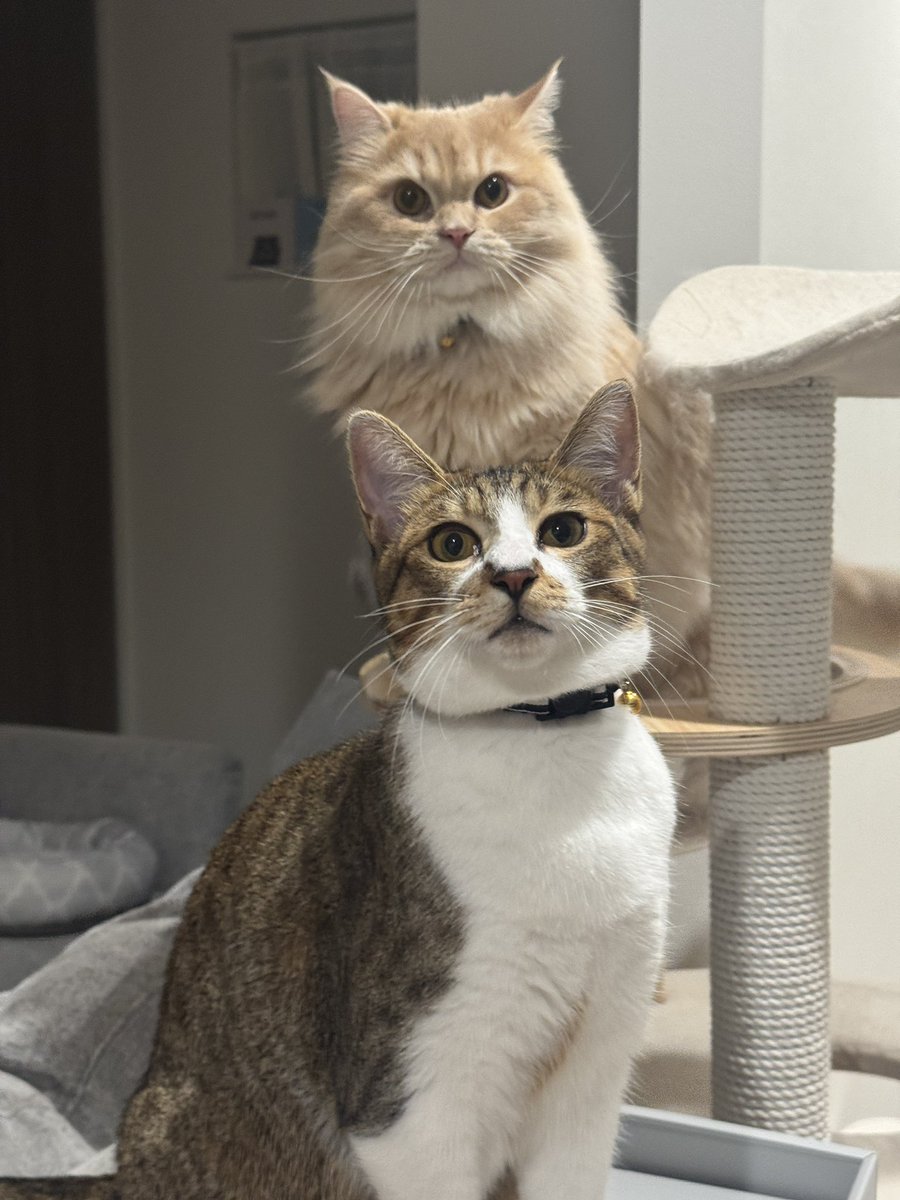 matsutake_cat's tweet image. 後ろの猫を守りたい からあげ