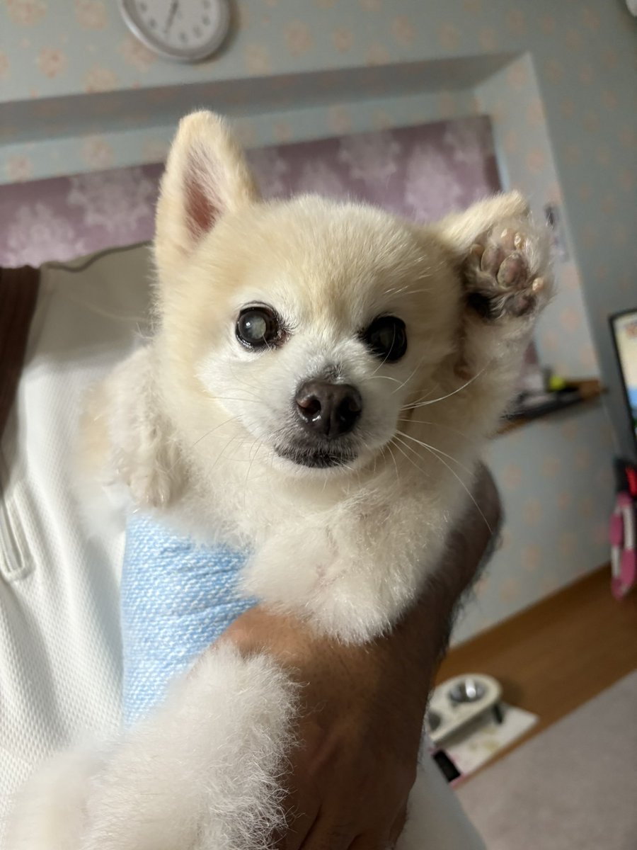 klee_litt's tweet image. 🪷今日の蓮ちゃん🪷

これが本当の「招き犬」
僕がこのお家に幸せを運んで来ました☺️