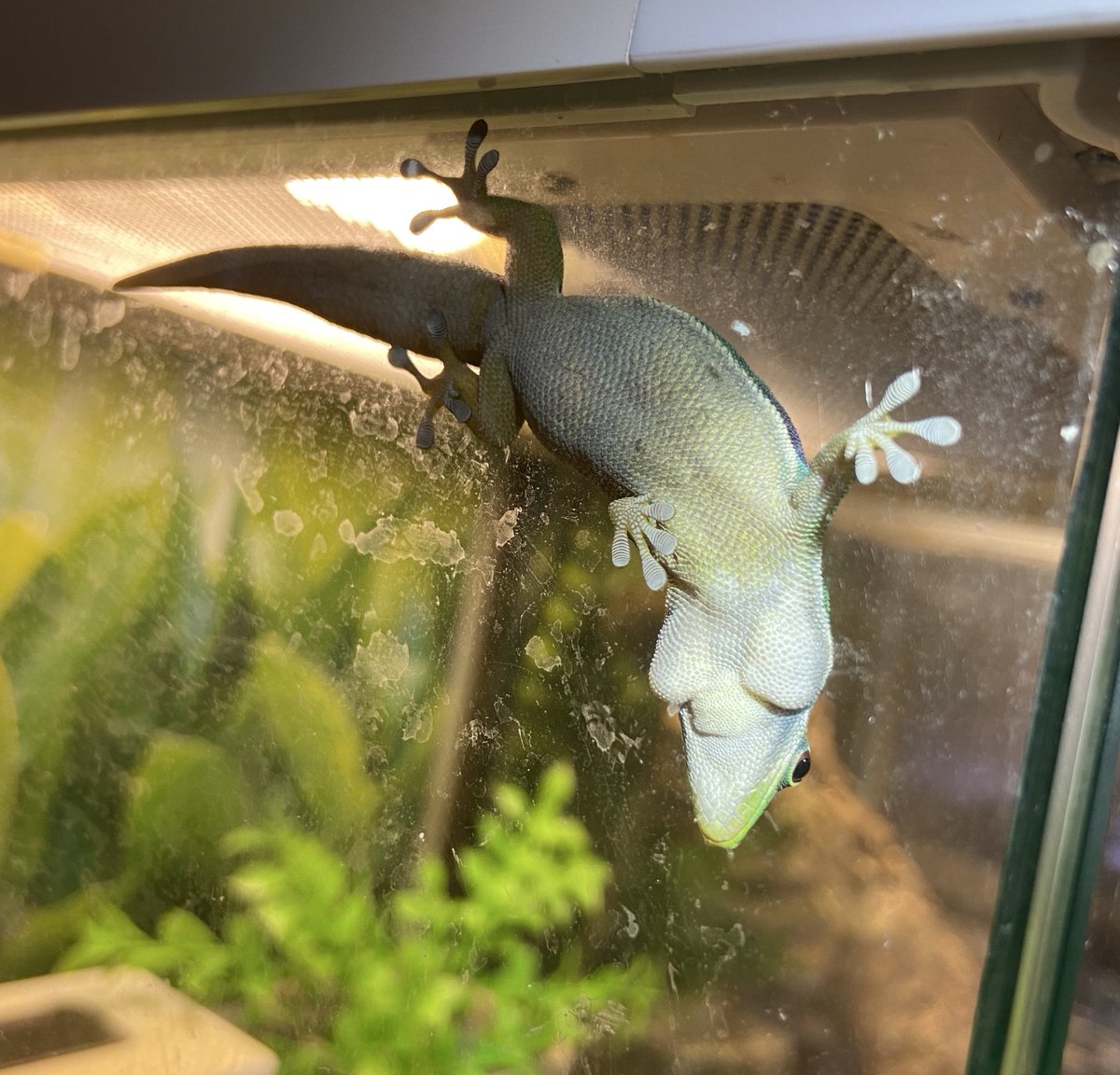 ashley_lizard's tweet image. 貴女カルシウムため過ぎじゃない？
サック3つあるよ？

…そして多分卵持ってる

あとガラスが汚いから飼い主は拭きなさい