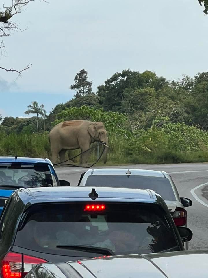 mohd_escobar's tweet image. SEMENTARA itu sekitar pemandangan pada hari ini, di mana kes seekor gajah liar yang terbelit dengan paip poli ataupun kabel elektrik di sempadan Kelantan dan Perak di Lebuhraya Timur Barat
Selepas dimaklumkan kepada PERHILITAN, gajah berkenaan berjaya diselamatkan
