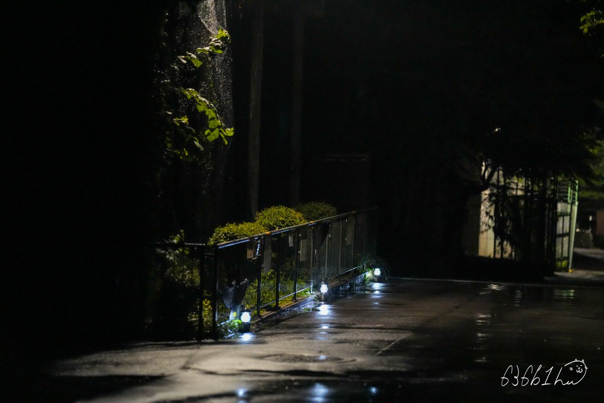 636b1h's tweet image. 雨が降り、湿度が収まると長袖でも肌寒く、
早くお帰りになるご家族も多かった
2025年度円山動物園ドリームナイト・アット・ザ・ズー
「夜の動物園」。
こちらは記録用の一枚だけれど、
真っ暗の中、アンナちゃんとライチくんは夜、近かった‼︎
#シロフクロウ
#アンナ ちゃん #ライチ くん…