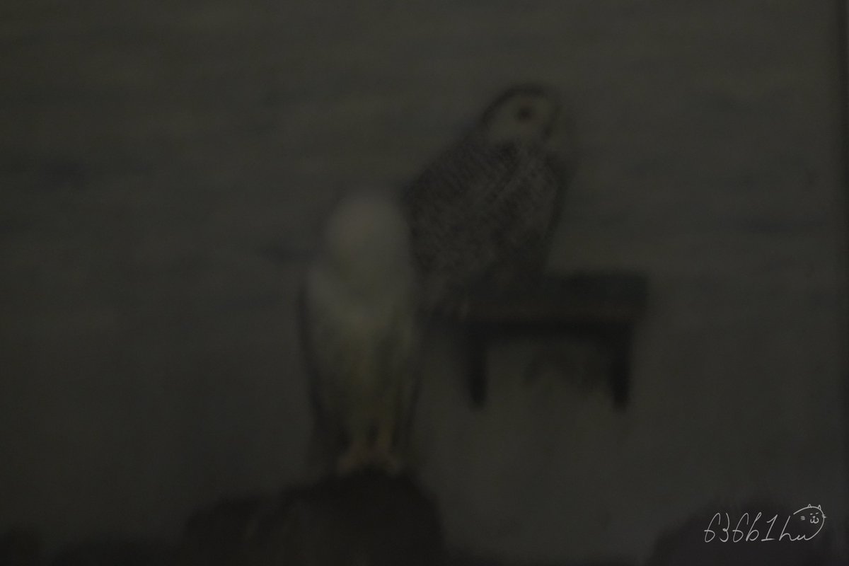 636b1h's tweet image. 雨が降り、湿度が収まると長袖でも肌寒く、
早くお帰りになるご家族も多かった
2025年度円山動物園ドリームナイト・アット・ザ・ズー
「夜の動物園」。
こちらは記録用の一枚だけれど、
真っ暗の中、アンナちゃんとライチくんは夜、近かった‼︎
#シロフクロウ
#アンナ ちゃん #ライチ くん…