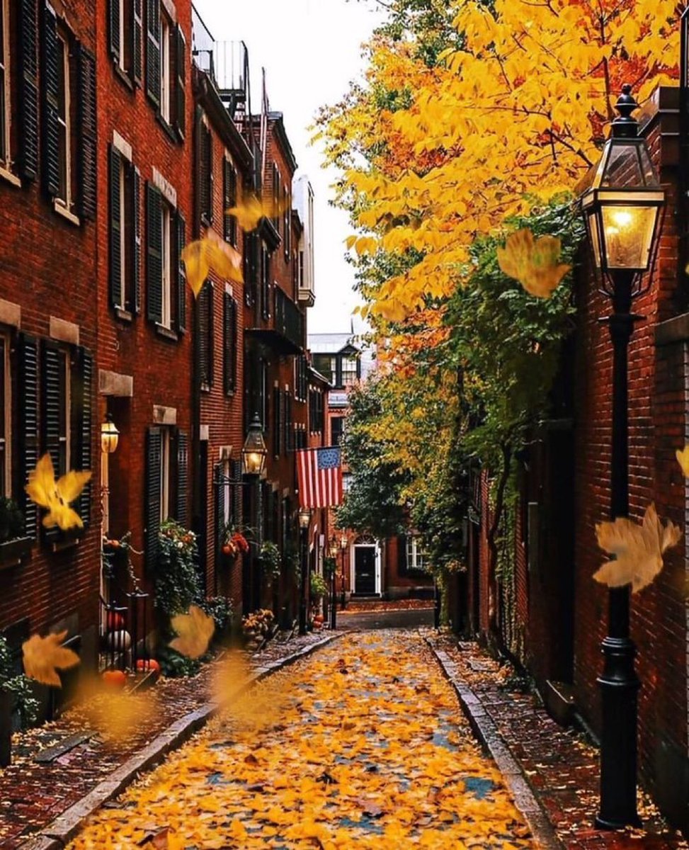 i love when streets are filled with golden leaves.