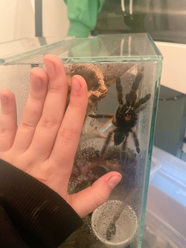 Nulpi6's tweet image. Nuevo bichito 🕷🕷