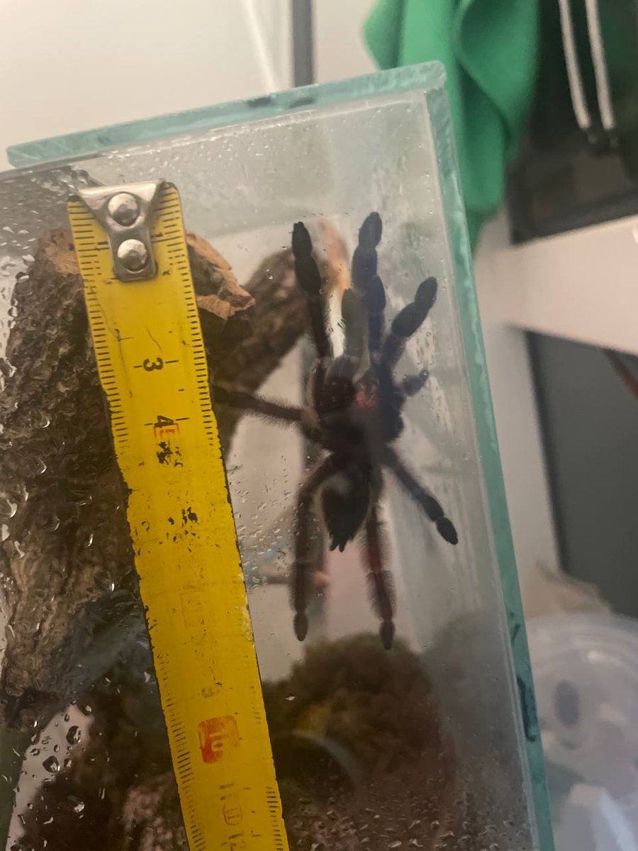 Nulpi6's tweet image. Nuevo bichito 🕷🕷
