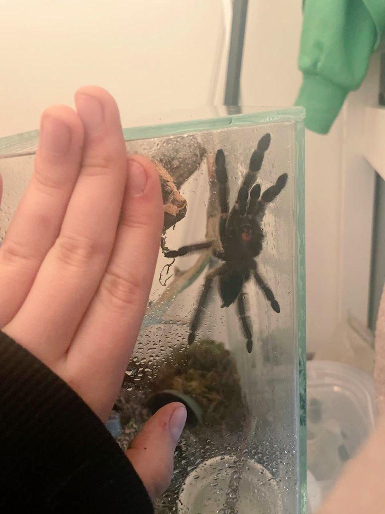 Nulpi6's tweet image. Nuevo bichito 🕷🕷