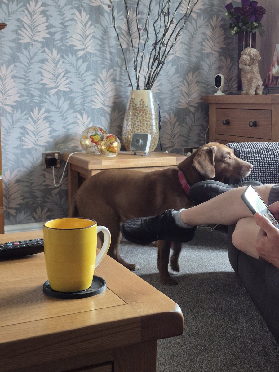 Dad! Kindly move your feetsies so I can compawlete the final stage of #TourDeCouch