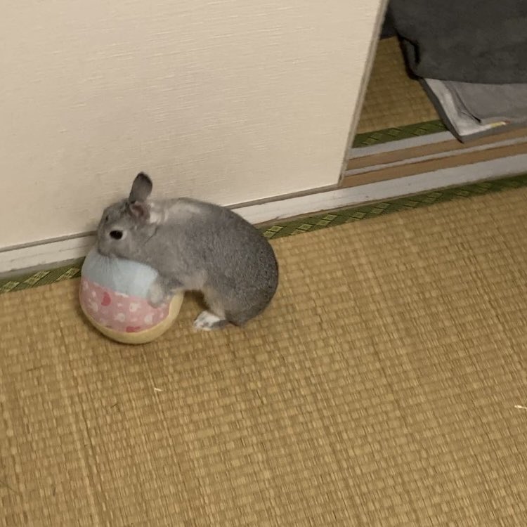 Er7Eh's tweet image. 私が立つと遊び始めるそのシステムなんな………　ああああああああああ可愛い！！！！！！！！！