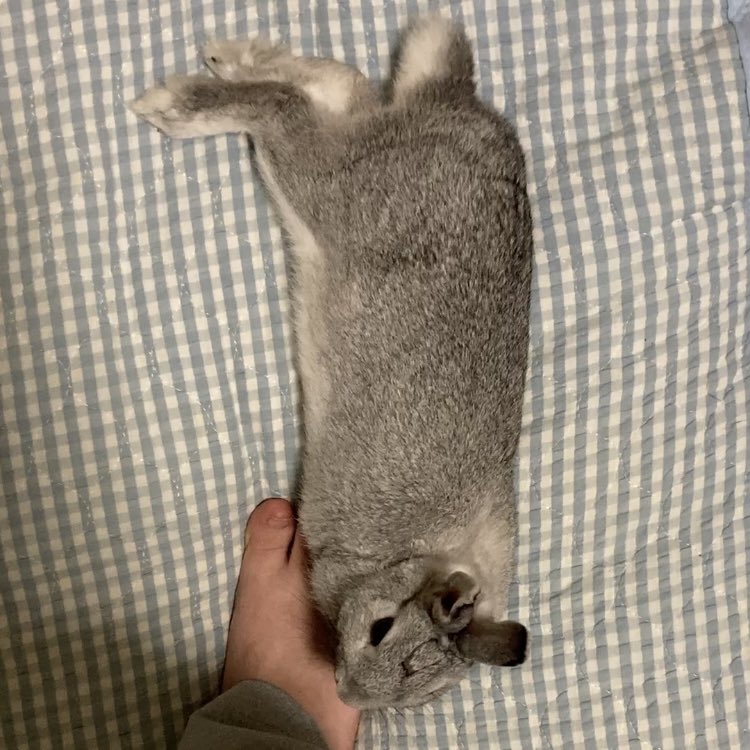Er7Eh's tweet image. 私が立つと遊び始めるそのシステムなんな………　ああああああああああ可愛い！！！！！！！！！