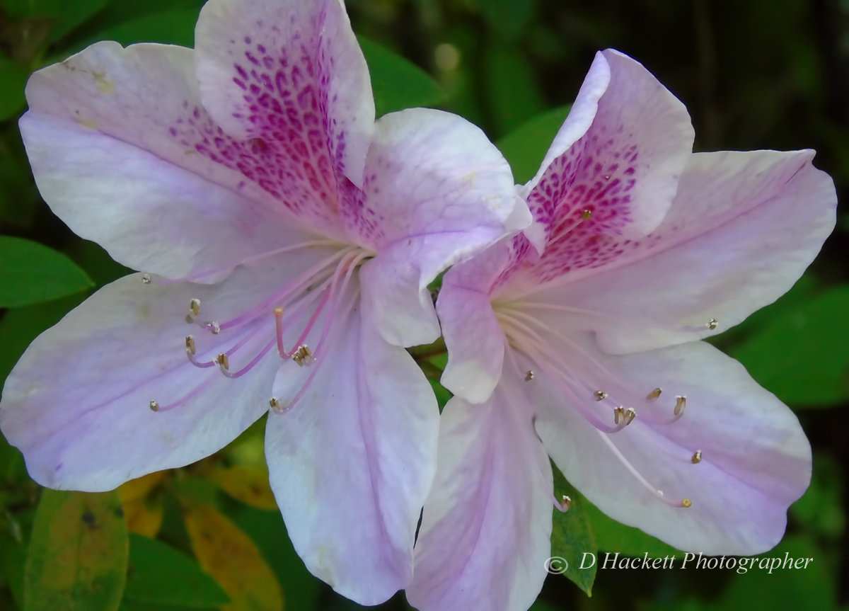 dhackett4150's tweet image. Azalea flowers are vibrant blooms that come from flowering shrubs in the genus Rhododendron, typically blooming in spring. They are known for their funnel-shaped flowers, which can be single or double and come in a variety of colors. donna-hackett.pixels.com/featured/light…