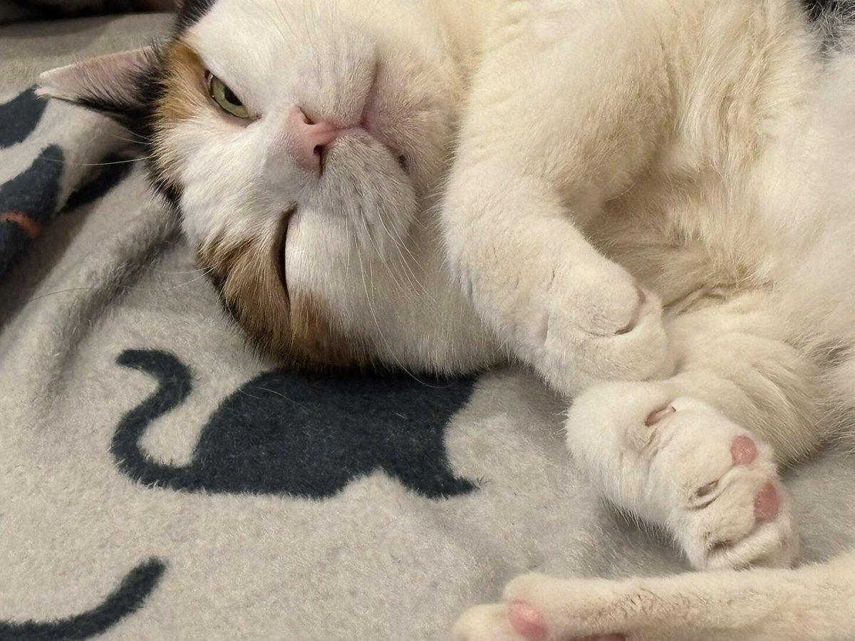 moonchan67's tweet image. 半目だね