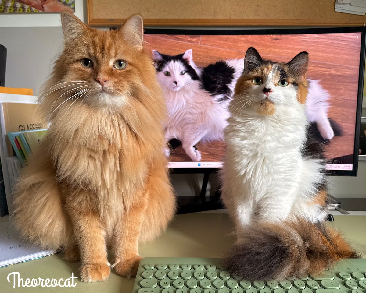 TheOreoCat's tweet image. What are they planning now? 🤔

#catsofbluesky