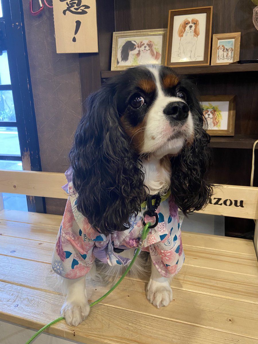 Rudolfruna's tweet image. 浴衣かわいい！
 #串銀蔵 
 #キャバリア 
 #cavalier