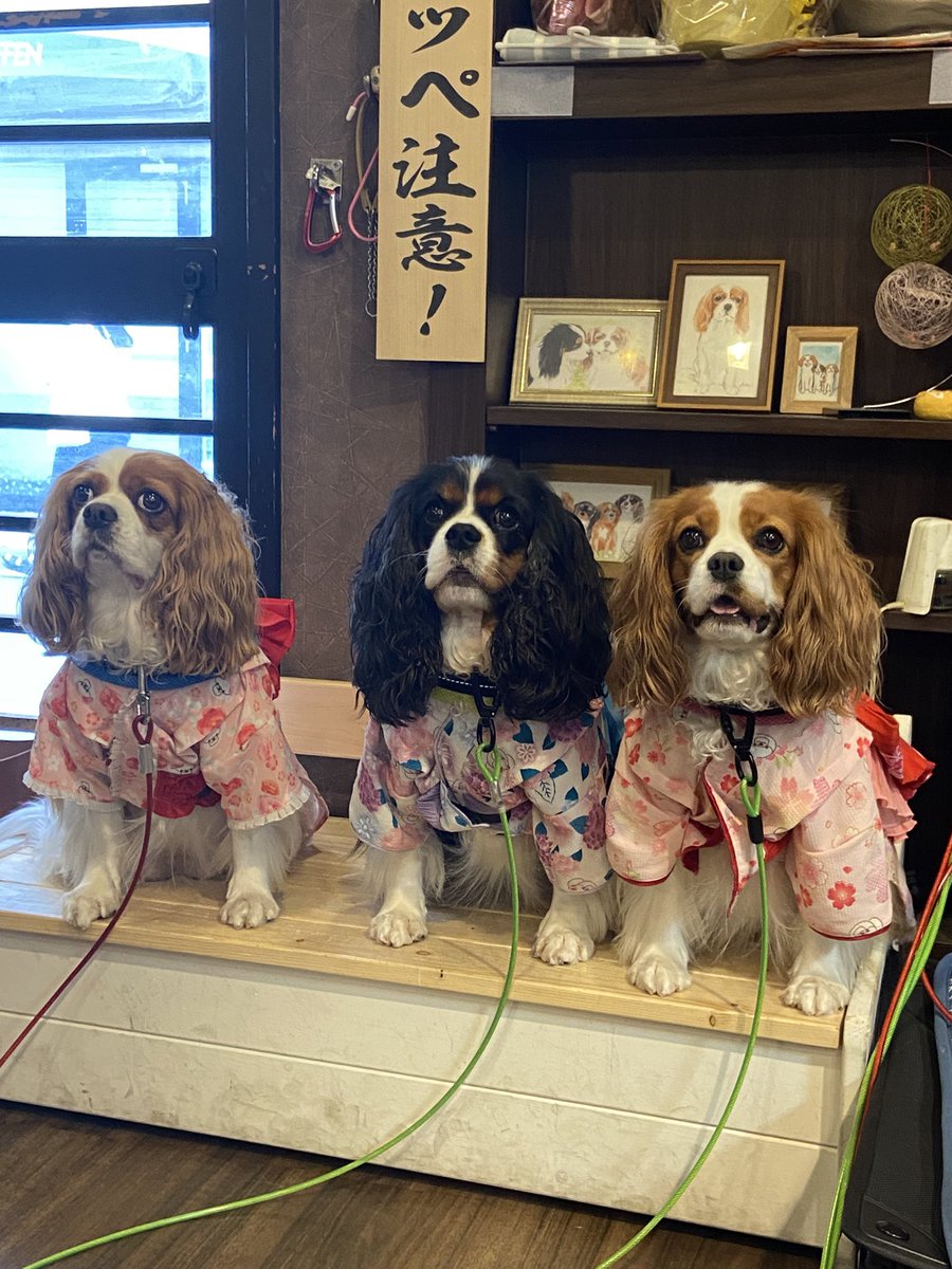 Rudolfruna's tweet image. 浴衣かわいい！
 #串銀蔵 
 #キャバリア 
 #cavalier