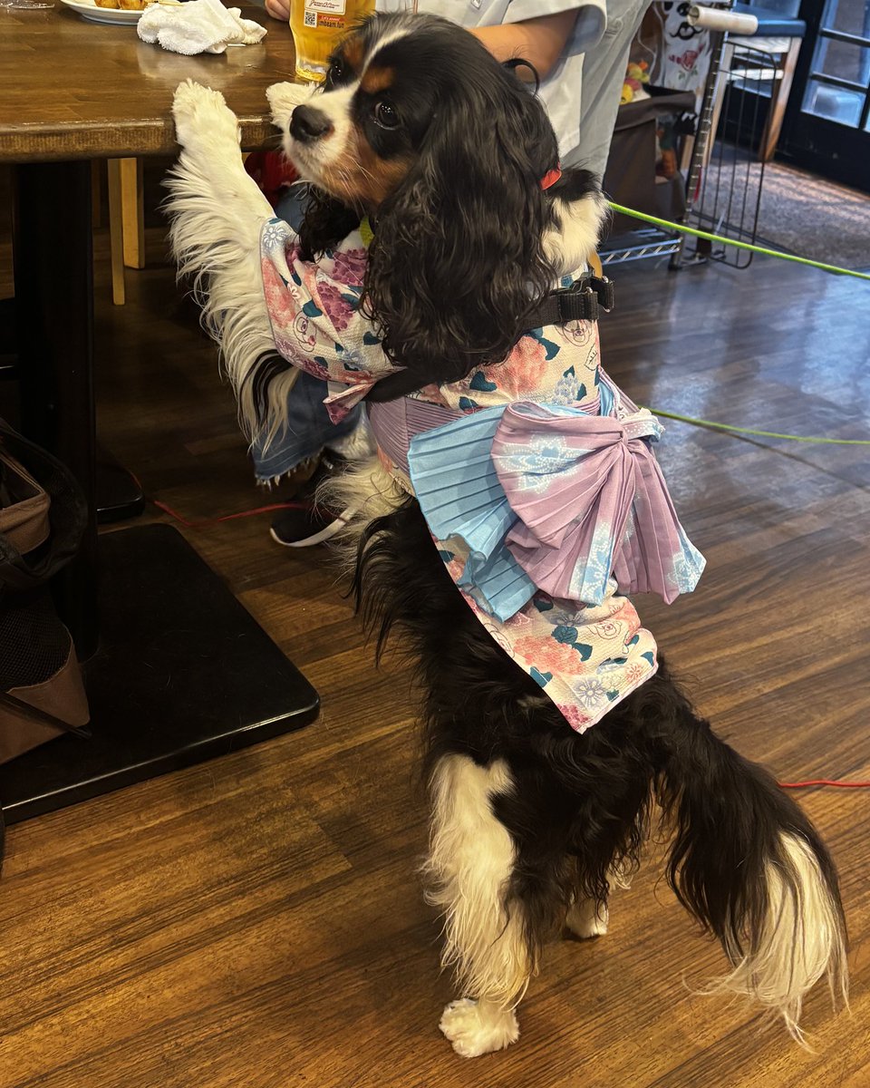 Rudolfruna's tweet image. 浴衣かわいい！
 #串銀蔵 
 #キャバリア 
 #cavalier