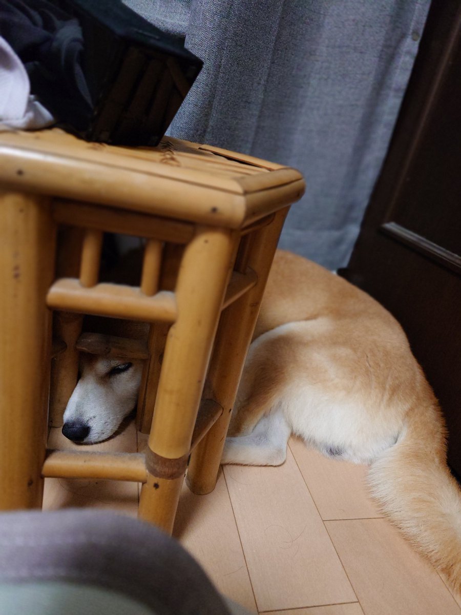 狭いところが好きね。