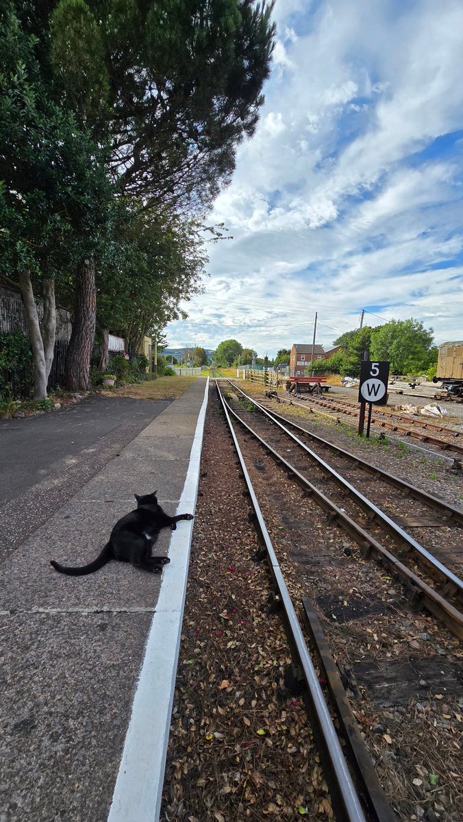 Dunster_Info's tweet image. Meet Dunster Station’s purr-fect platform patrol 🐾 Keeping a close eye on the trains today! 🚂🐱
#Dunster #DunsterStation #WestSomersetRailway #StationCat #DunsterInfo