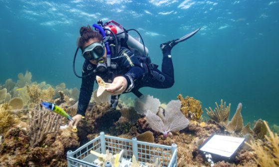 reef_research's tweet image. JOB OPPORTUNITY: Lead Project Scientist - Caribbean Coral Reefs - SECORE International and The Australian Institute of Marine Science (AIMS)
SECORE International and the Australian Institute of Marine Science (AIMS) are launching a groundbreaking collaboration to address the…