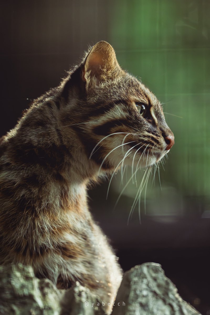 yabecch's tweet image. 凛。
(2025.07.27)
ZOORASIA
こう