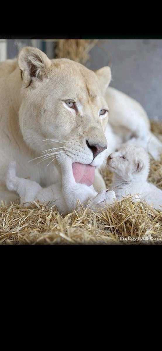 Harmony47383691's tweet image. 🌹🌹🌹 .. Beautiful .. 🌹🌹🌹