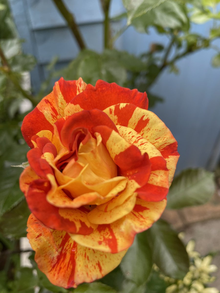 debsydooda79's tweet image. New rose