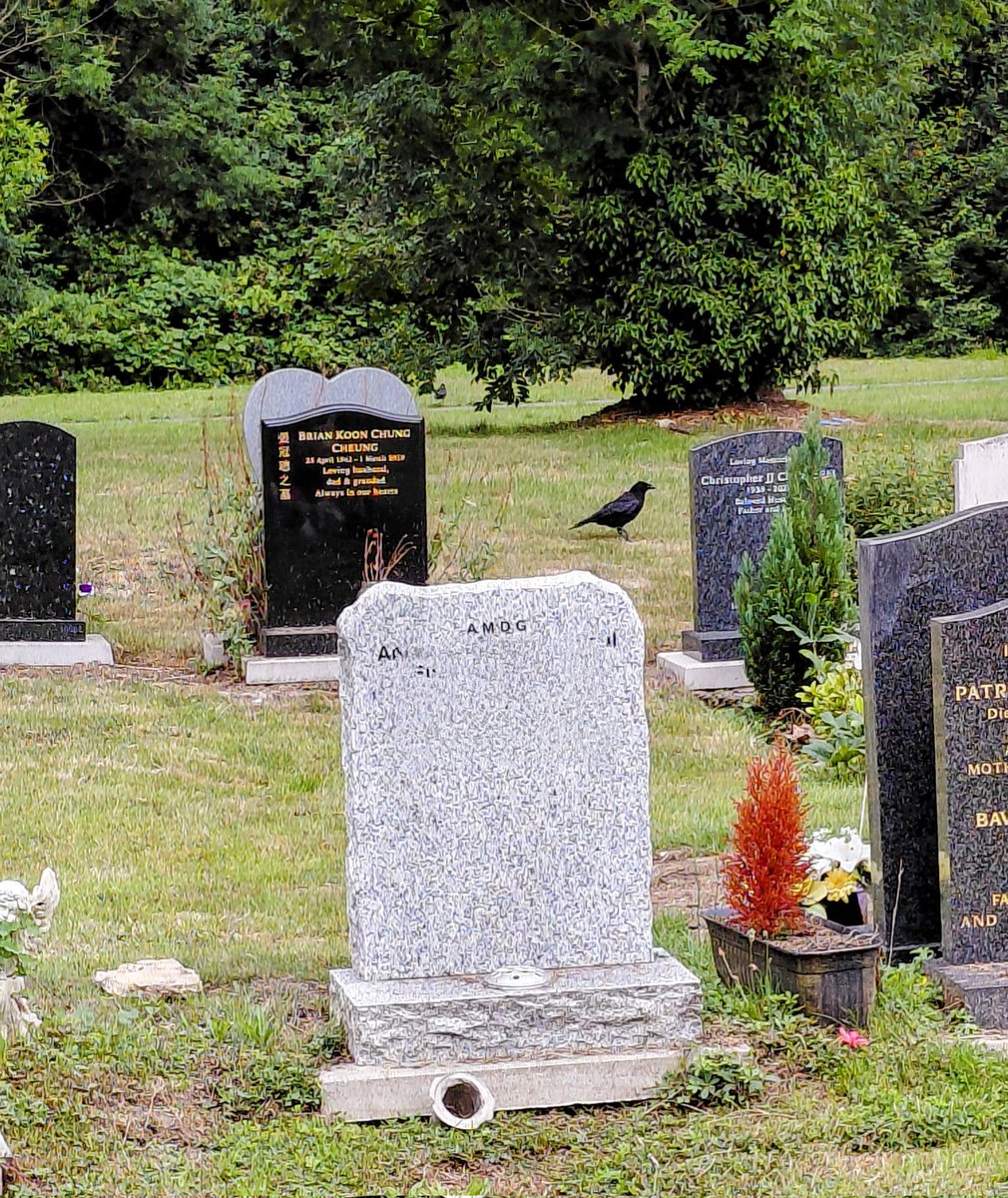 nicolatobias's tweet image. Sunday crow going for his afternoon cemetery stroll! #crow #sundayvibes