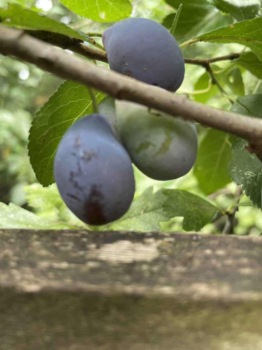 debsydooda79's tweet image. Hanging through my fence