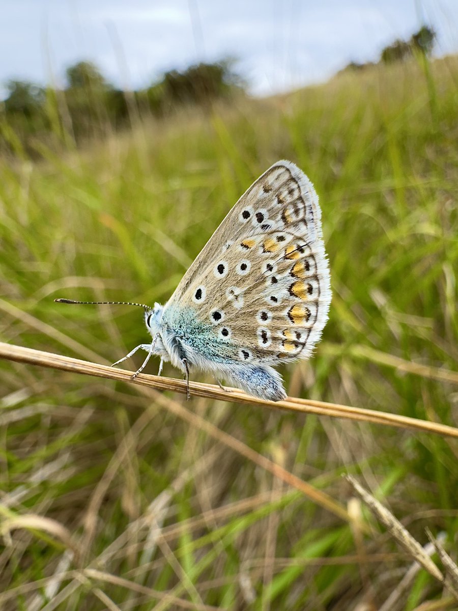 Common blue this morning on Bourton Downs.