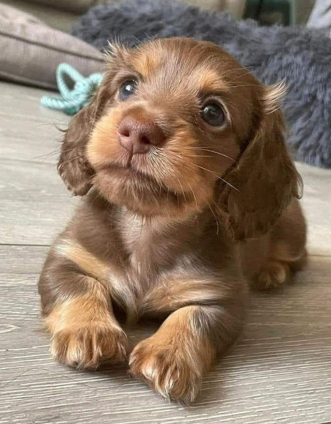 Tweets of Dogs tweet media