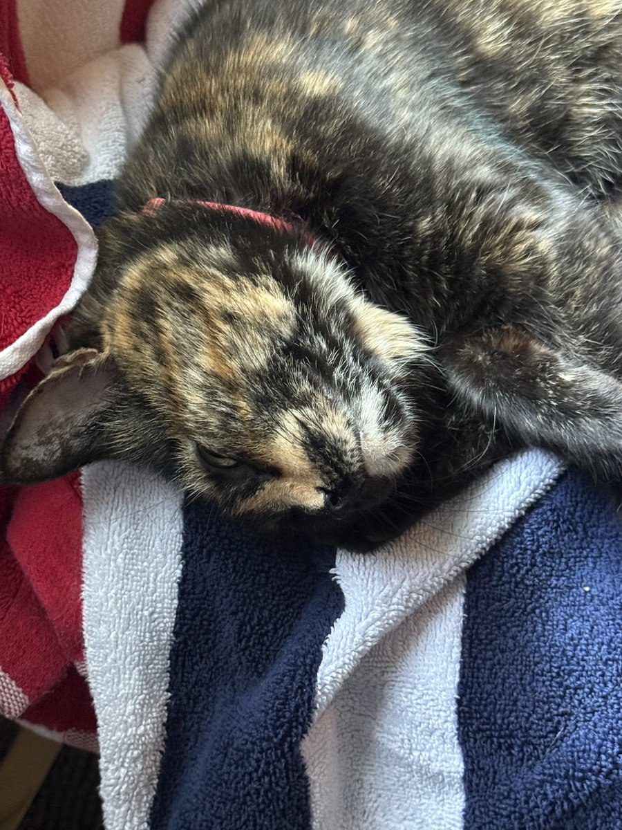 headdoc03's tweet image. Pattie Cakes says “Caturday is everyday” 😻
How I halped momma dis week. I warmed up hers clean towel while she was in da shower. 😸
#Caturday #CatsOfX #catsarefamily @wjames55