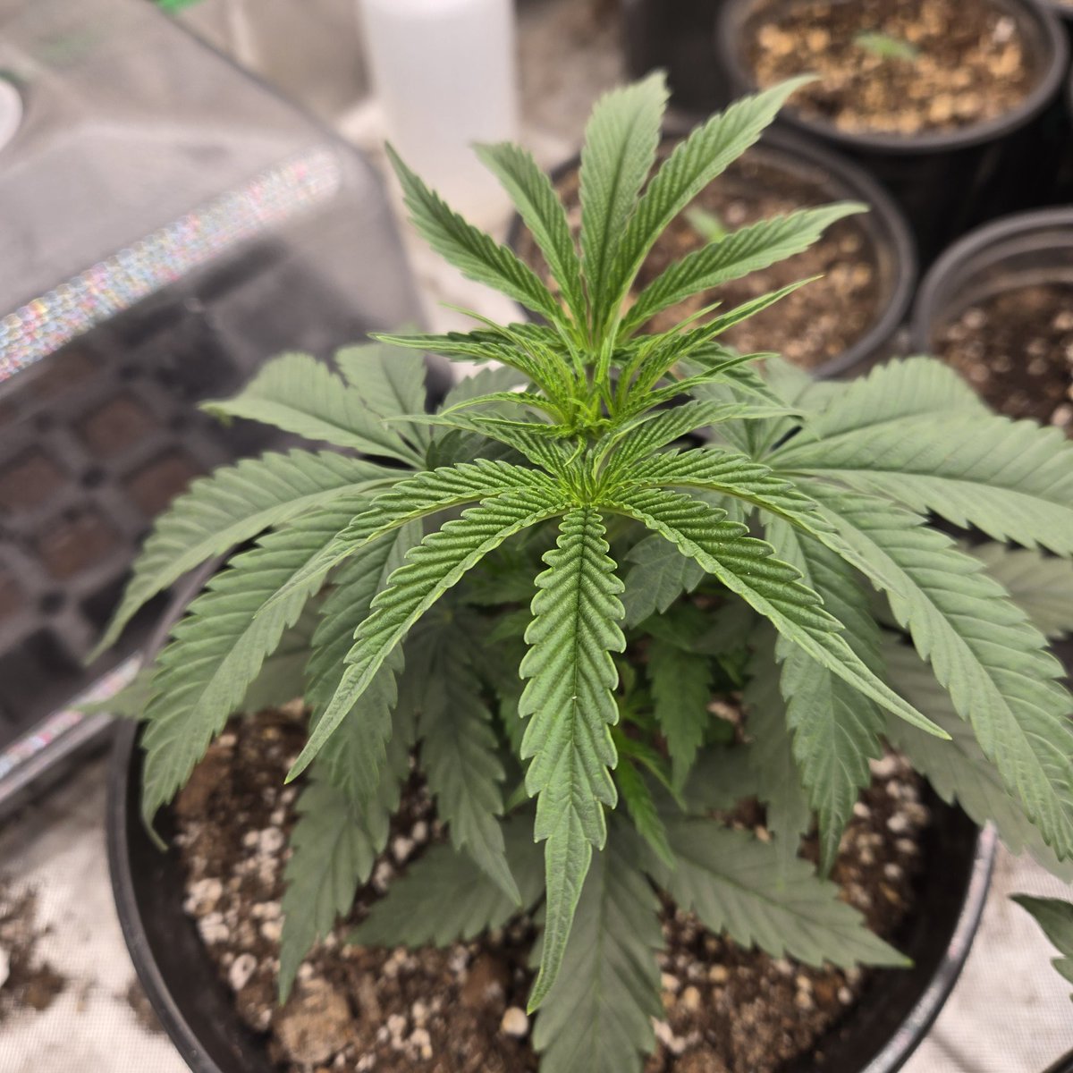 ElevatedExpdton's tweet image. Wrecked cakez x sugar cane