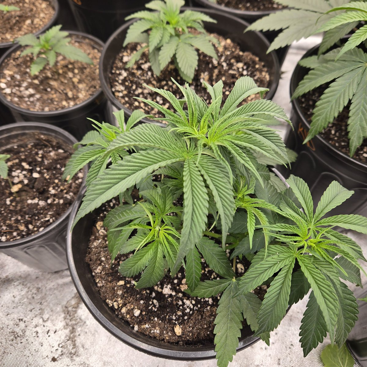ElevatedExpdton's tweet image. Wrecked cakez x sugar cane