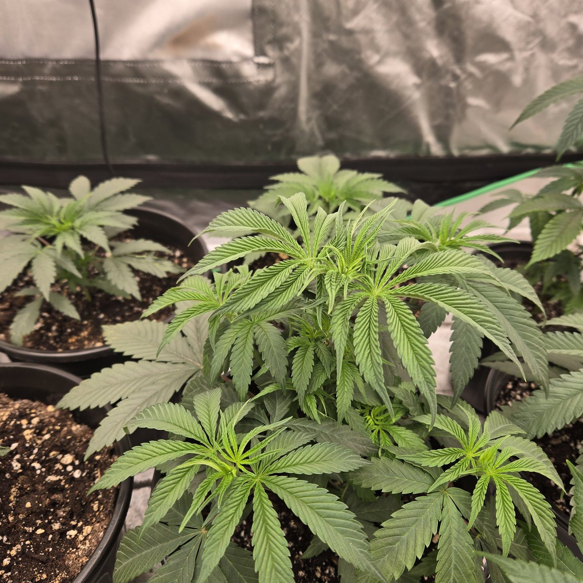 ElevatedExpdton's tweet image. Wrecked cakez x sugar cane
